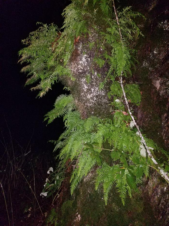 Licorice fern growing on Big Leaf Maple tree.