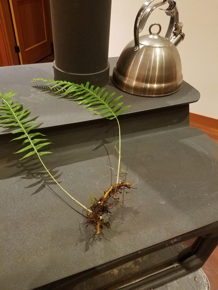 Harvested root on ferns.