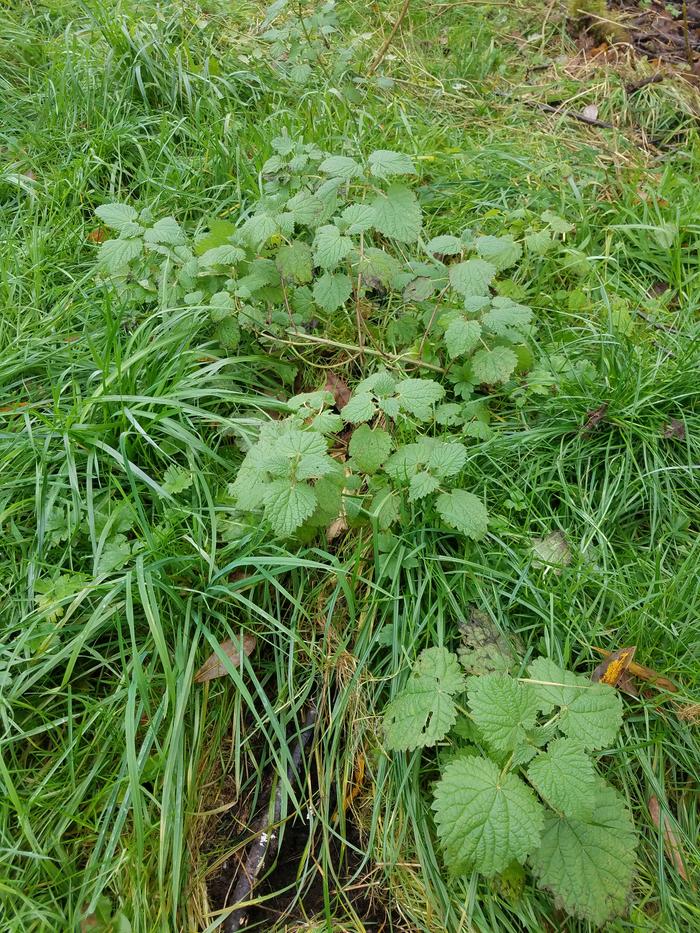 Nettle plants in the wild.