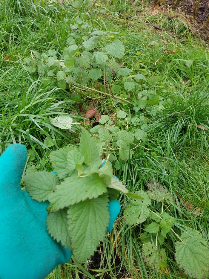 Harvested nettle leaves.