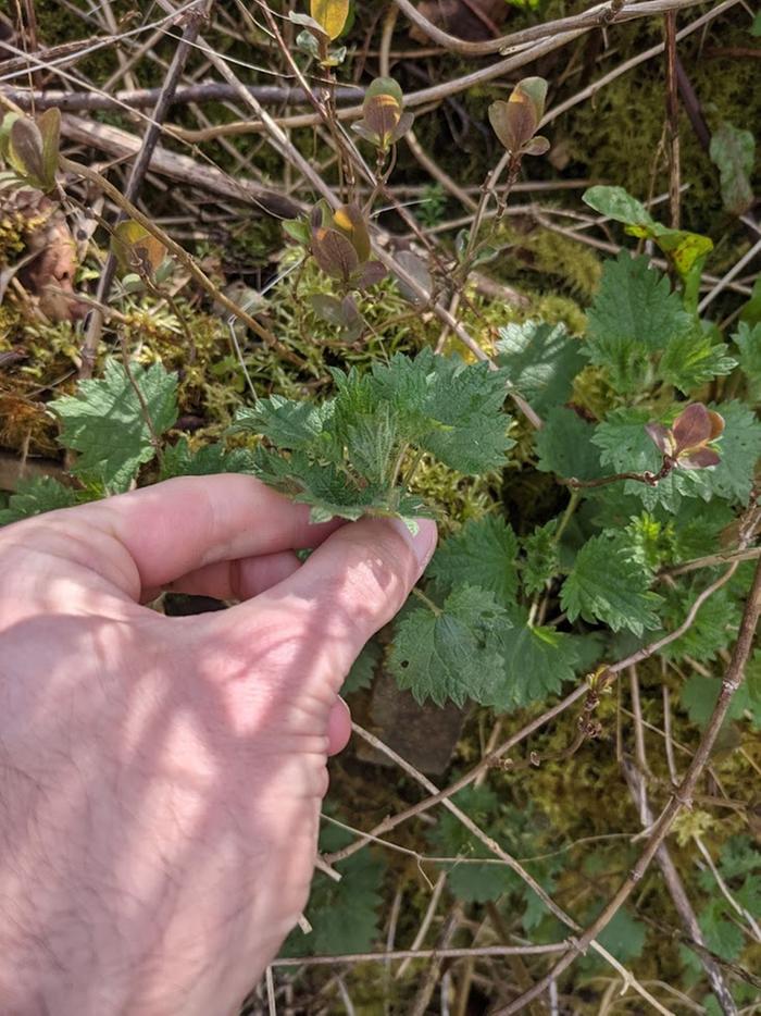 The nettle plant.