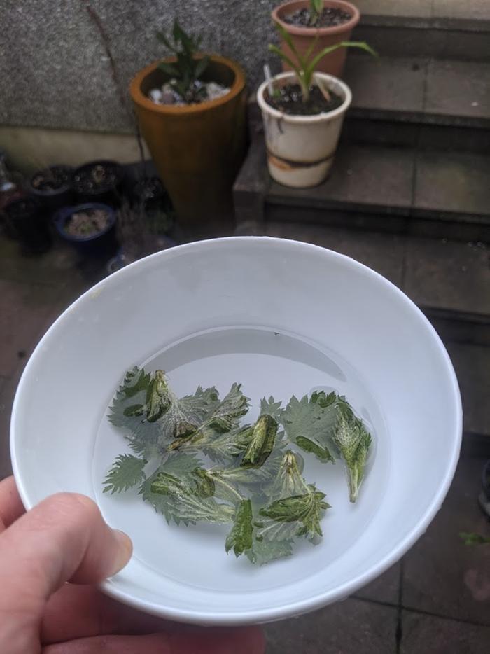 I always wash my nettles as I want to be sure it hasn't been peed on! Also, they harbour a lot of little bugs.