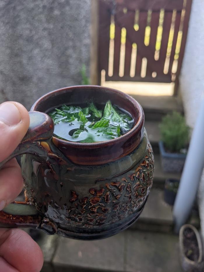 The finished cup of tea. These nettles are still very tender and taste almost like pea shoots!