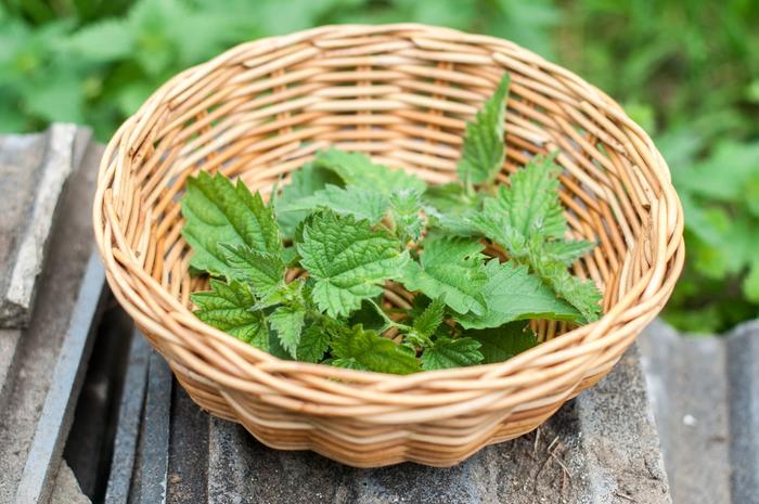 Bonus, some nettles that we picked one day last year to make soup with. We decided to document some of these activities, hence the nicer photo.