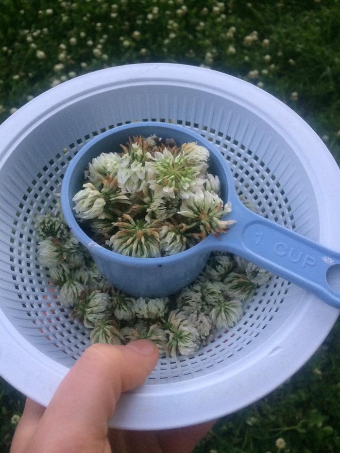 two cups of foraged clover flowers