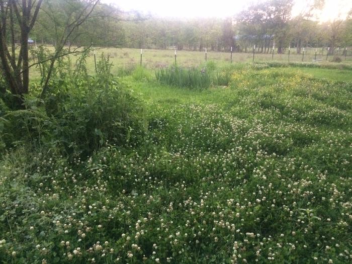 clover patches after foraging