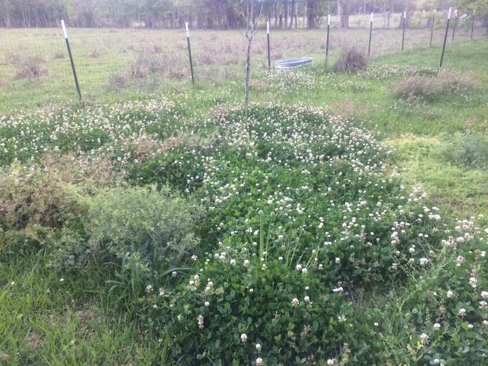 clover patches after foraging