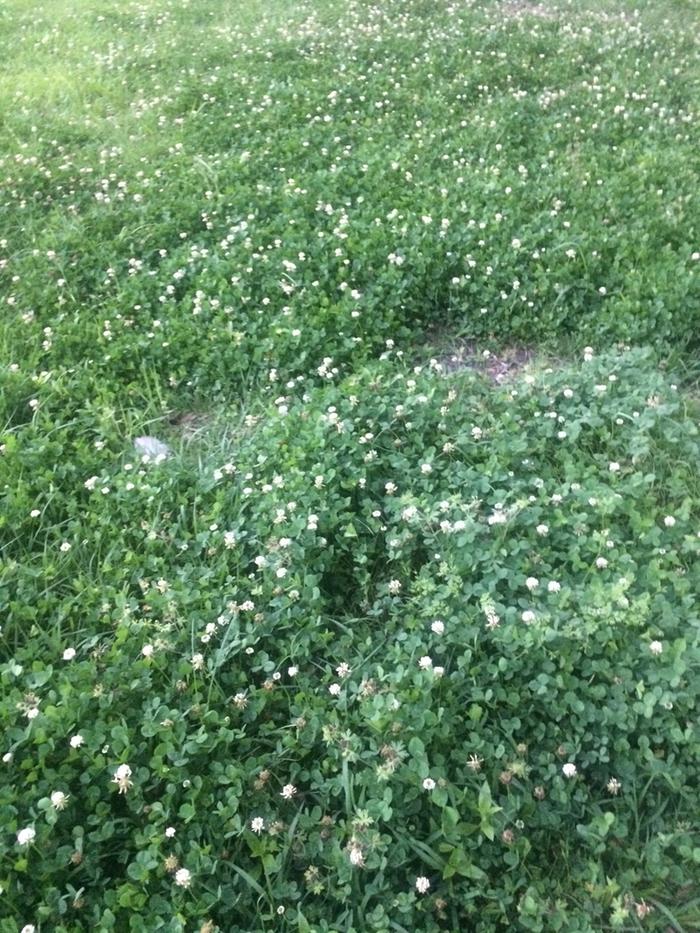 clover patches after foraging