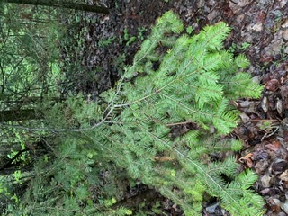 The fir in the wild