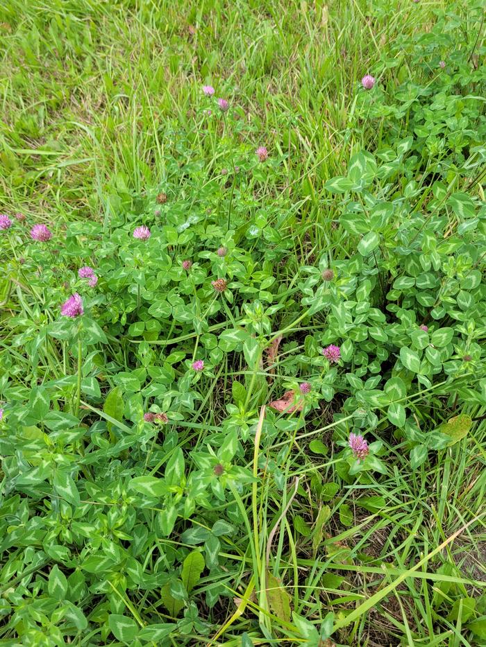 Clover in the wild.