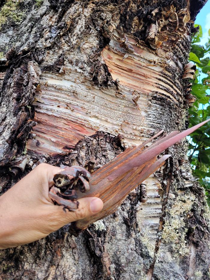 Harvested bark with tree in the background.