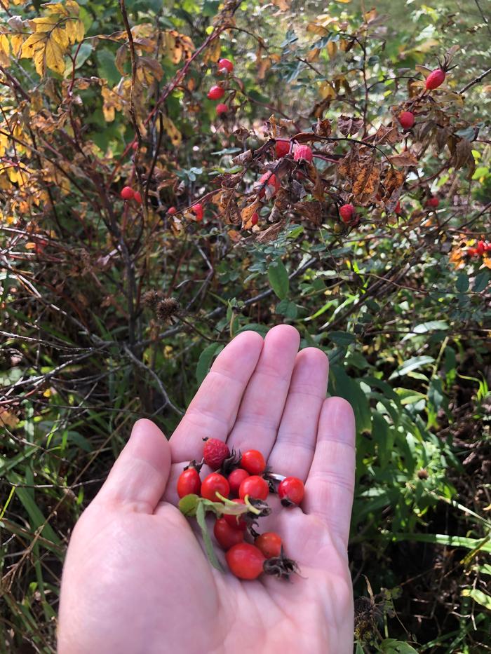 Picked a few hips from three plants