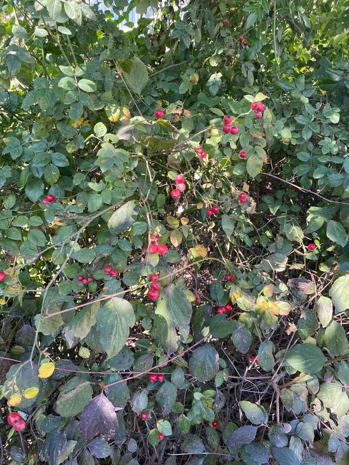 Only a tiny portion of the massive bramble of rosehips