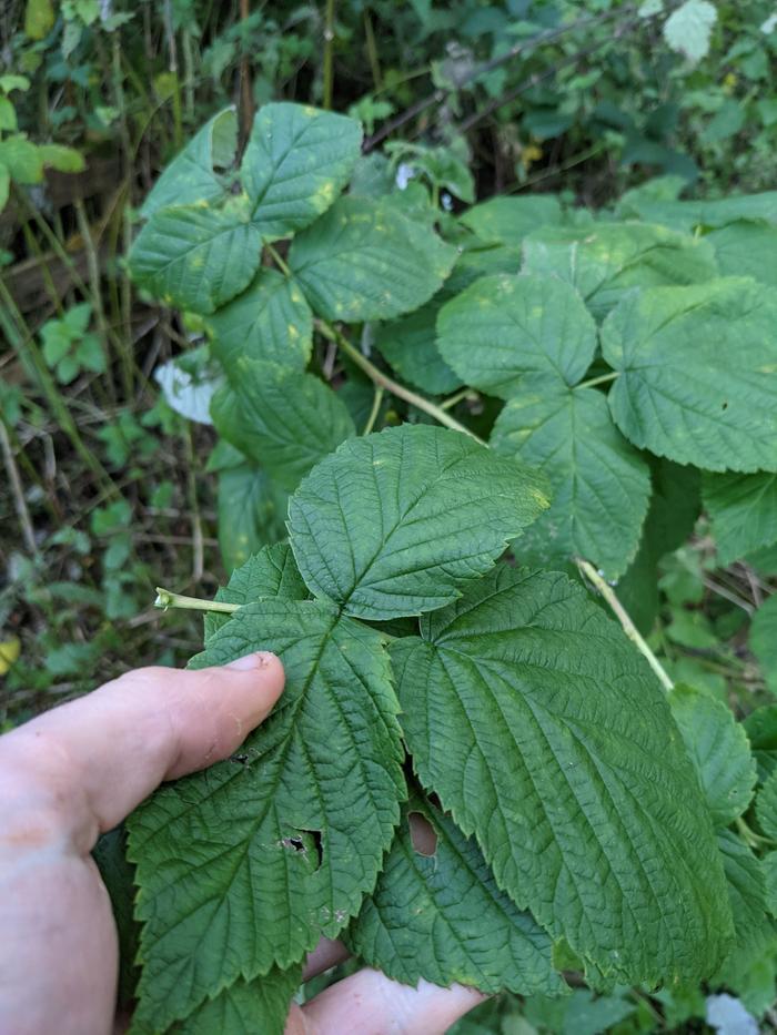 Harvested leaves, with plant in background