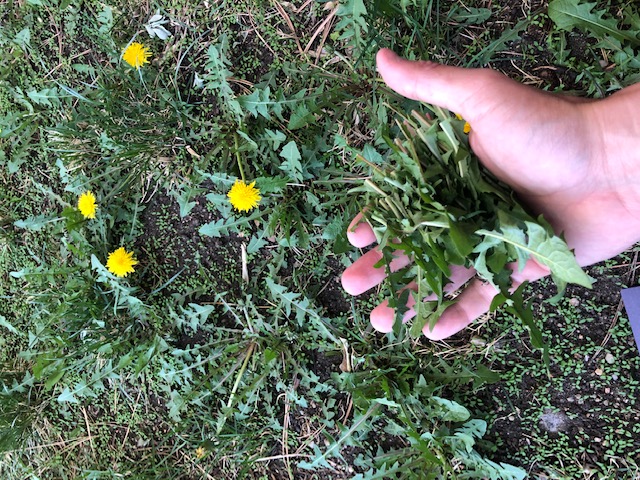 My harvest plus them in the background