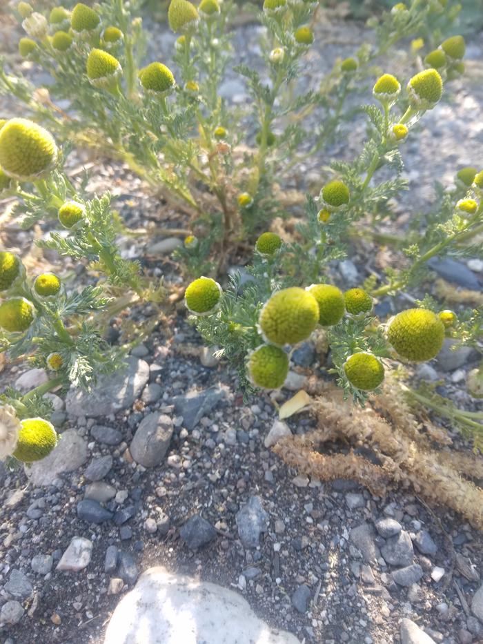 pineapple weed