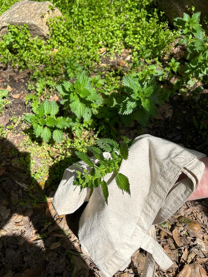 harvesting wild nettles