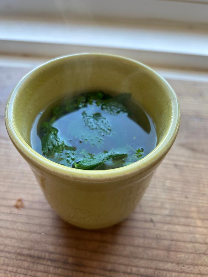 wild nettles steeping for nettle tea