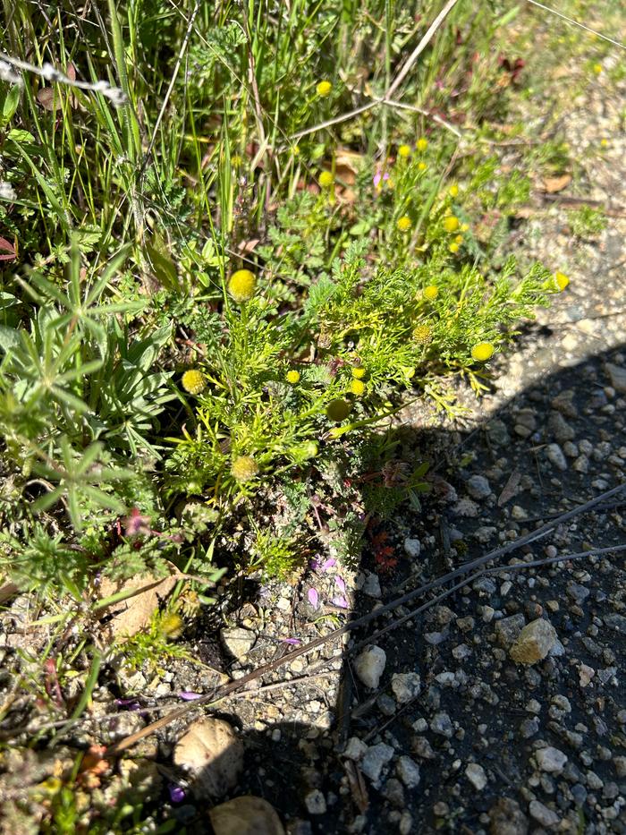 I used pineapple weed for my tea