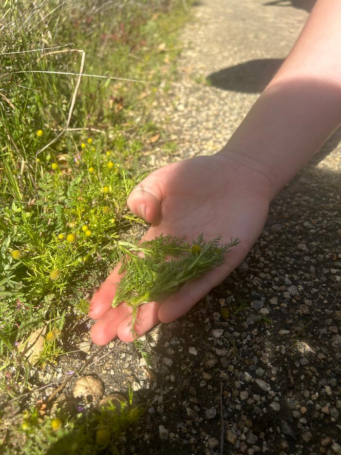 Harvested pineapple weed