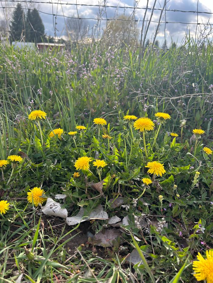 Wild dandelions