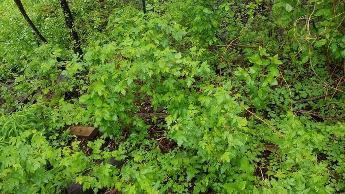 wild raspberry plants