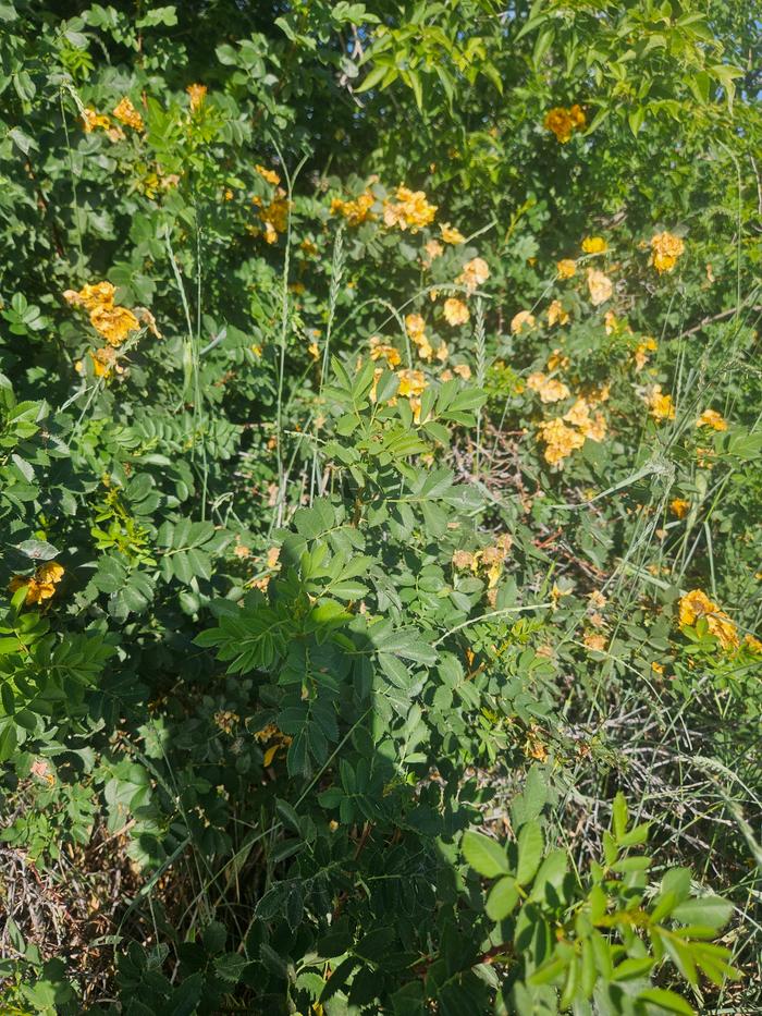 Yellow rose bush