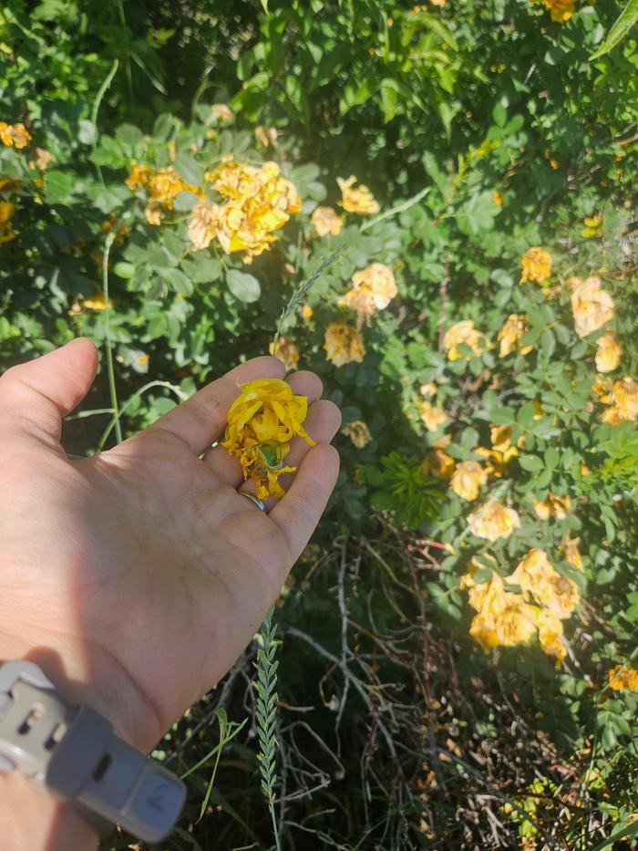 A handful of blossoms