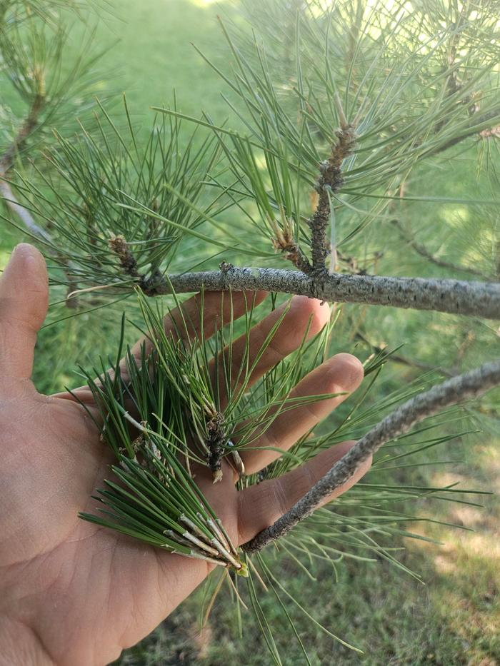 A handful of needles