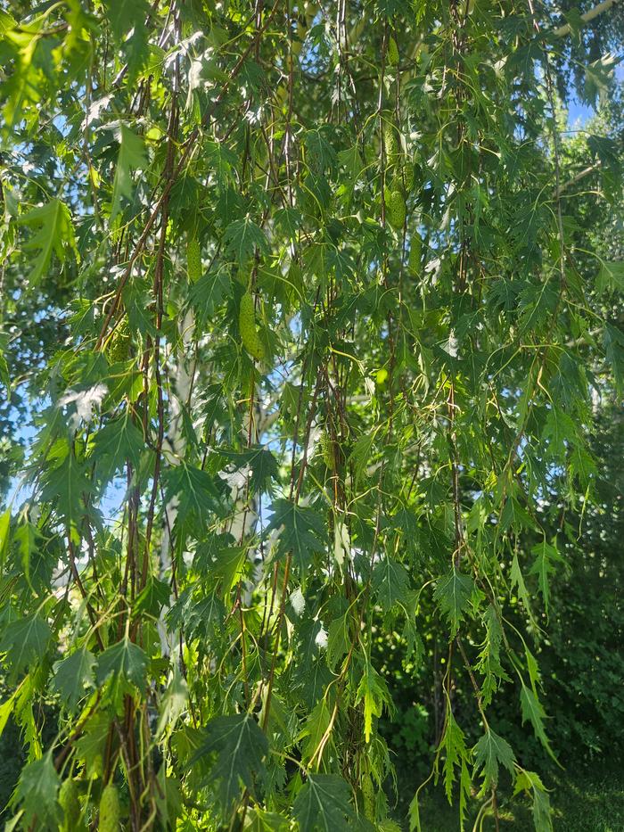 Birch tree