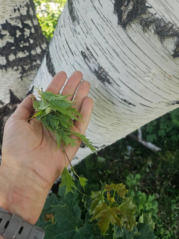 A handful of leaves