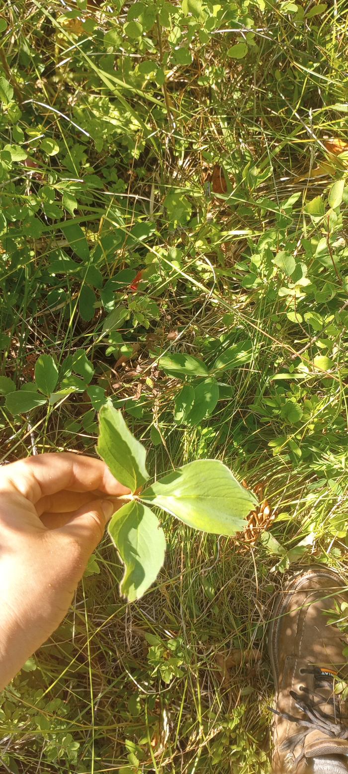 You have captured a wild strawberry leaf!