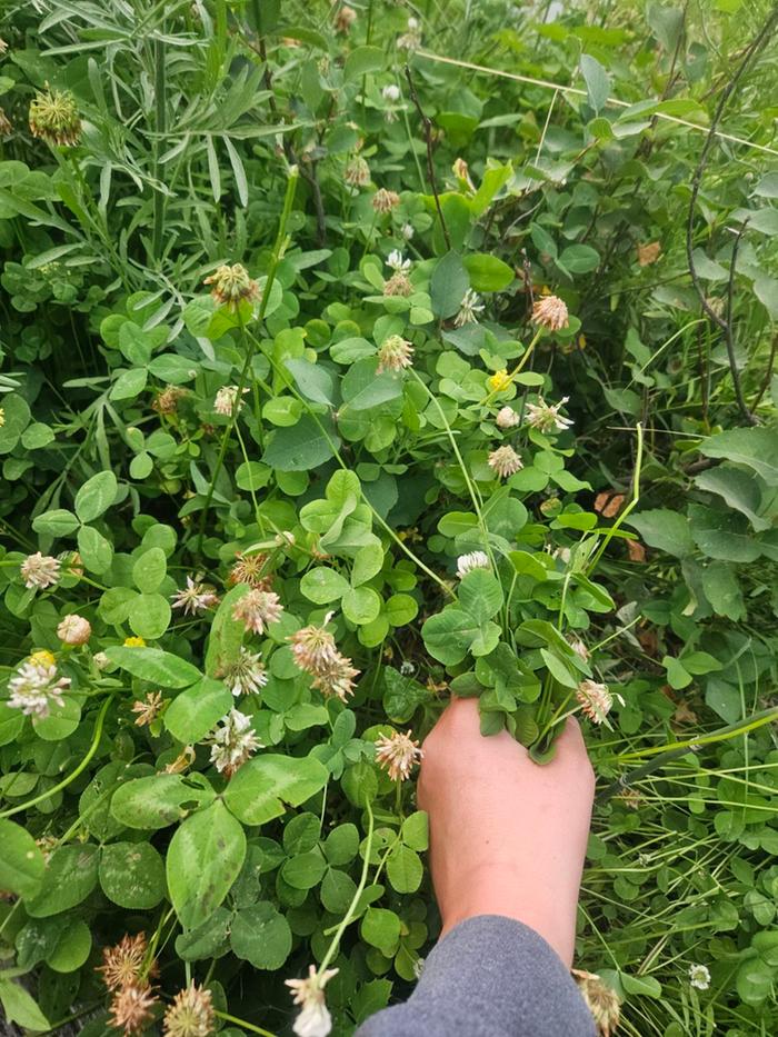 Picked clover