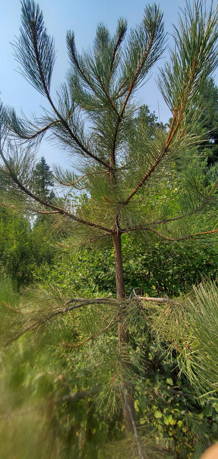 pine tree, ready to give