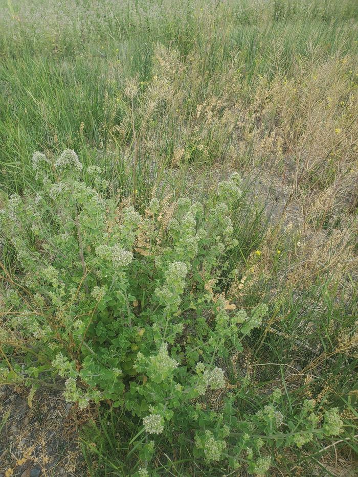 Pic of wild mint