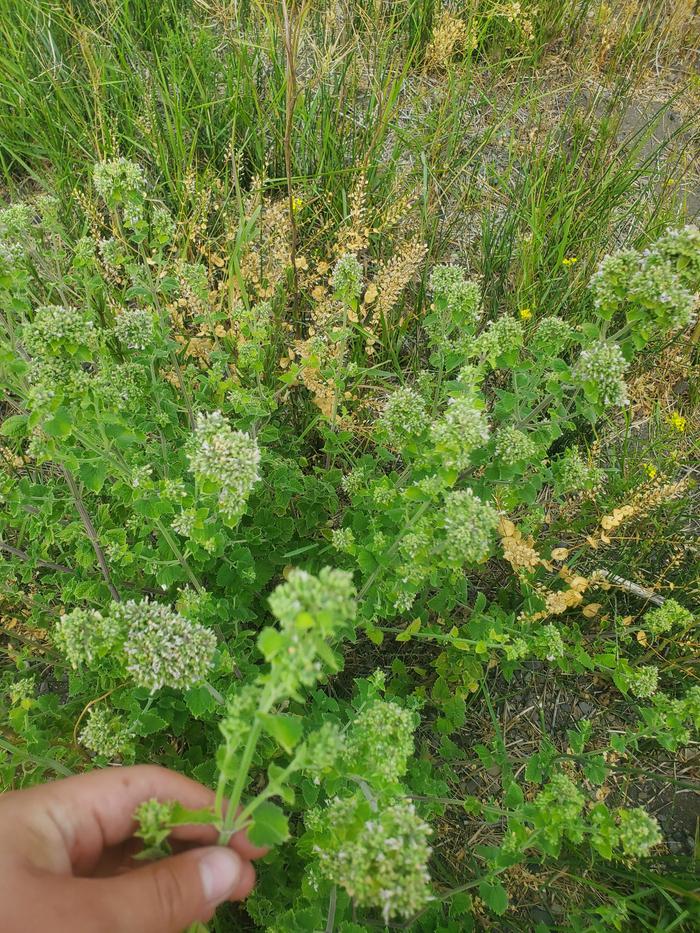 Me picking the mint