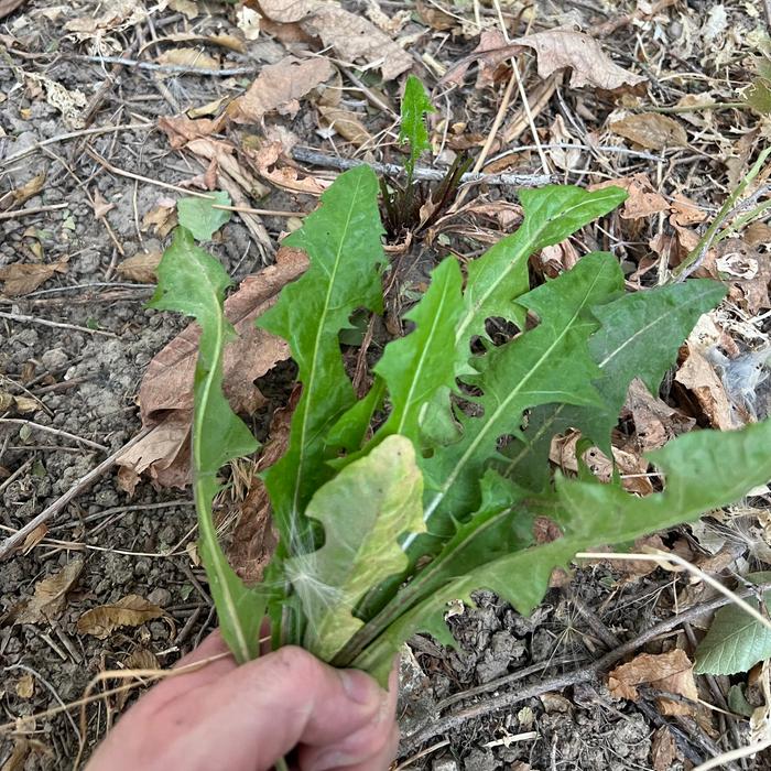 One little leaf (and the entire crown) left