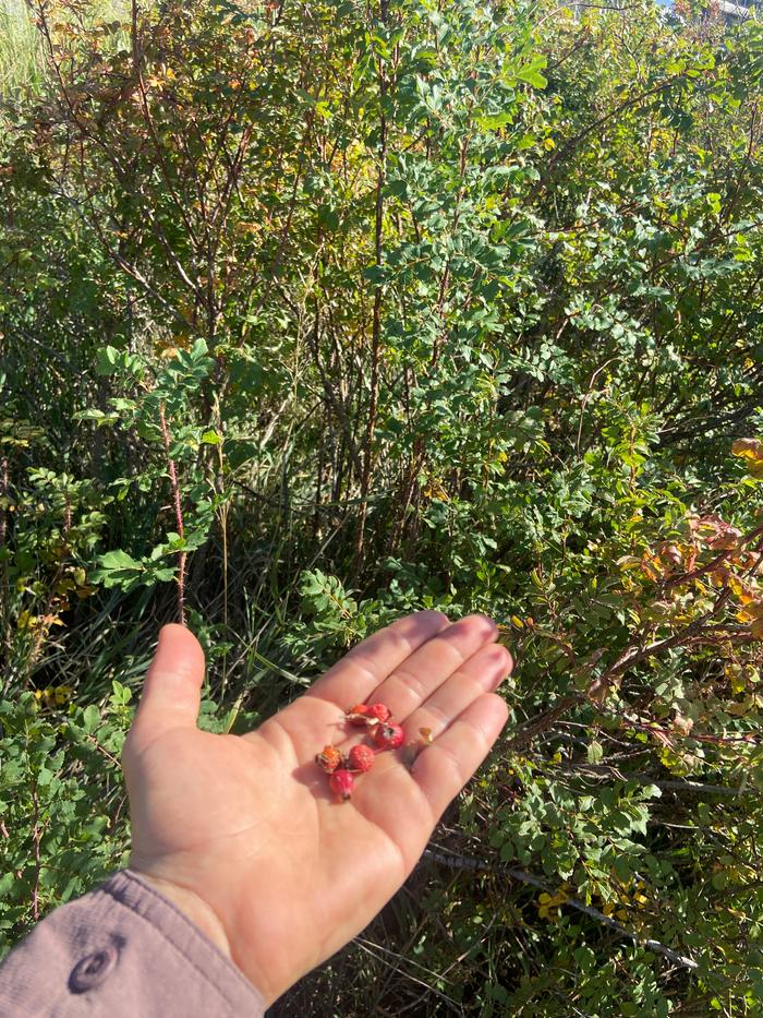 Plant in the wild with harvested hips