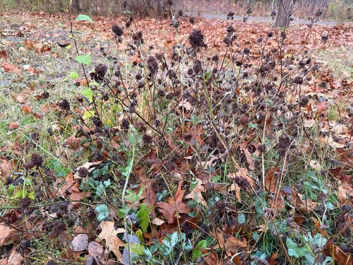 [Thumbnail for endOfSeasonCloverPatch.jpg]