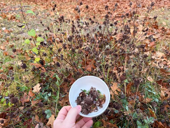 [Thumbnail for harvestedAfewHeads.jpg]