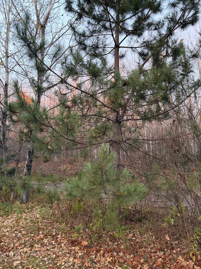 [Thumbnail for sourceOfPineNeedles.jpg]