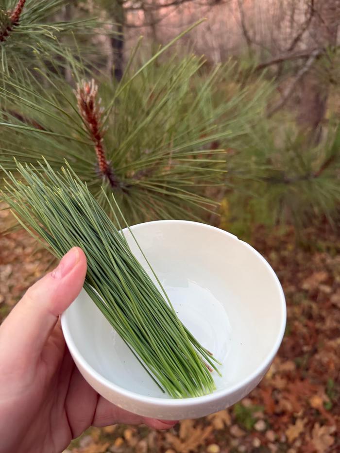 [Thumbnail for harvestedPineNeedles.jpg]