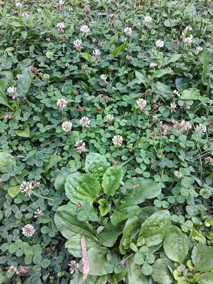 Clover patch