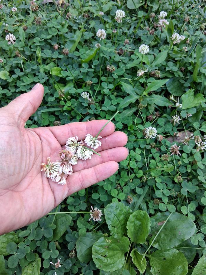 Clover blossoms in hand
