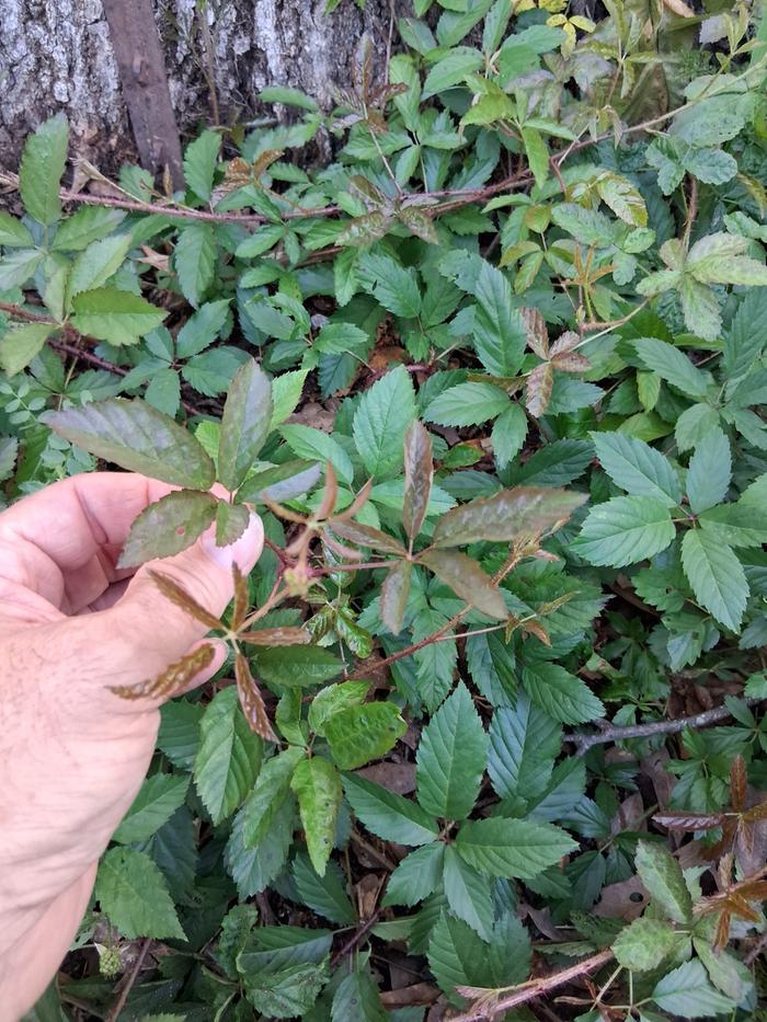 Dewberry leaves