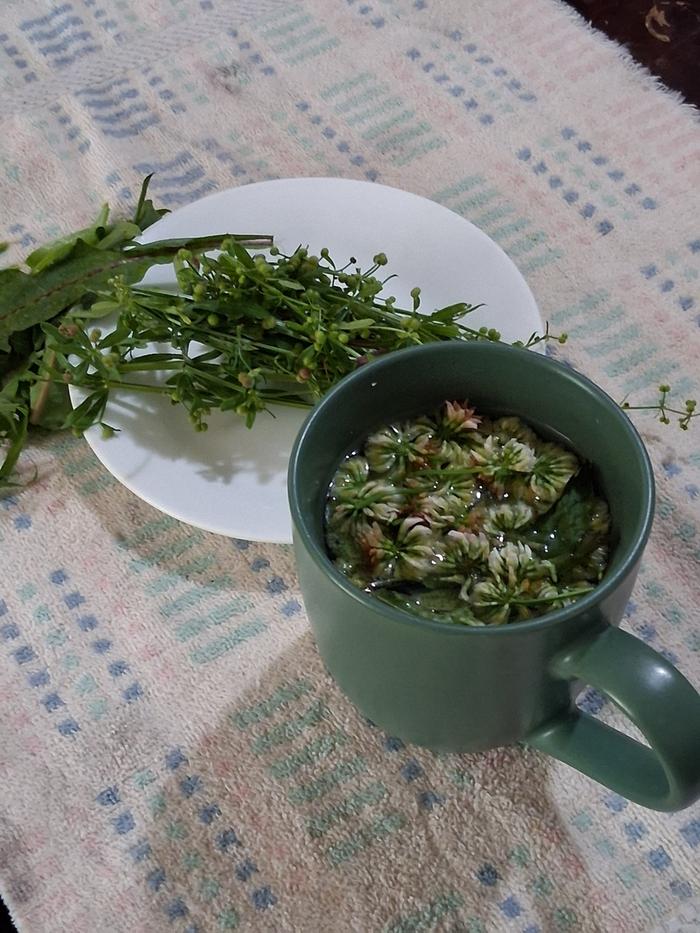 Cup of clover & dewberry leaf tea, for the Missus. The photo also shows clingers foraged for my two, and dandelion for a bowl of chicken salad.