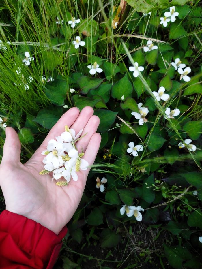 Harvesting "dokudami" flowers