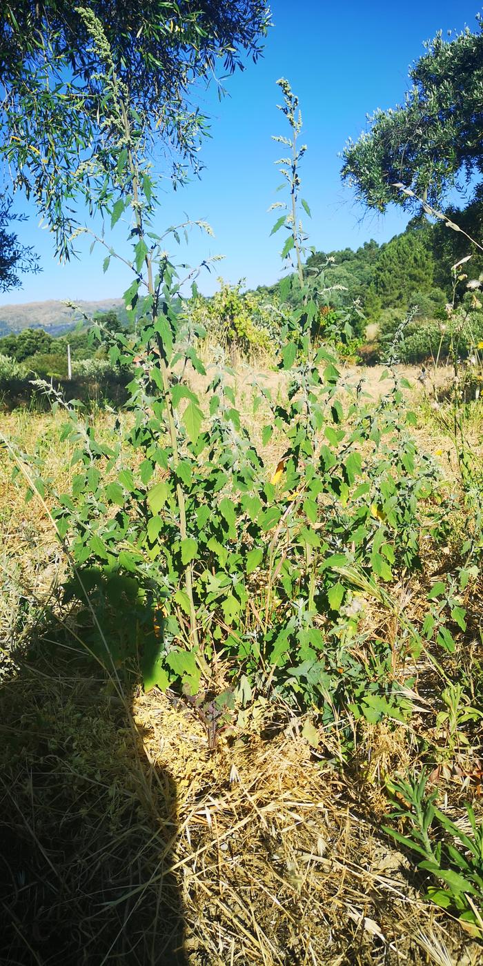 fat hen (lambs' quarters etc) plant which contributed some of its leaves