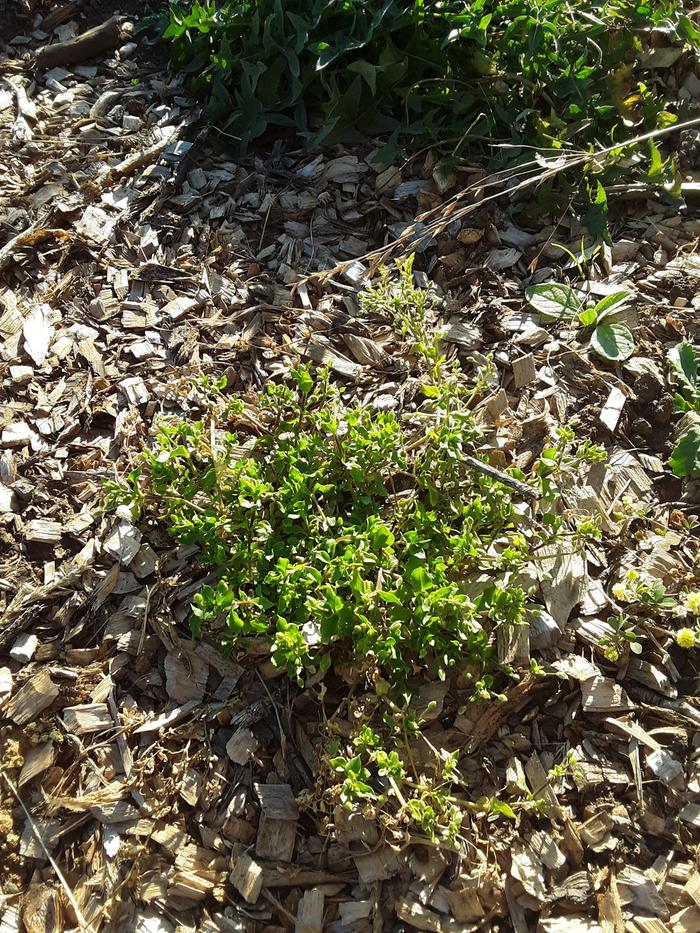 Patch one of chickweed before forage