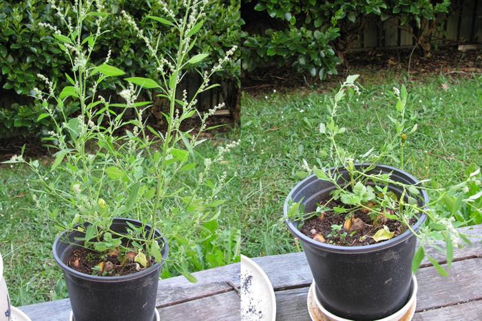 Harvesting the lambsquarters that popped up in my avocado raising station